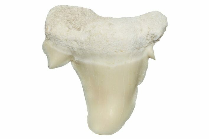 Pathological Otodus Shark Tooth - Morocco #213905